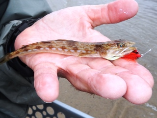 blog-Oct-9-2013-5-lizardfish