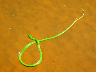 blog-Nov-10-2013-4-African-watersnake