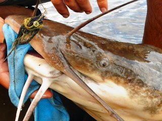 blog-Nov-12-2013-13-african-vundu-catfish