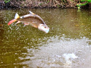 blog-Nov-13-2013-4-leaping-tigerfish