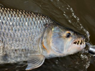 blog-Nov-14-2013-3-tigerfish