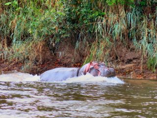 blog-Nov-6-2013-4-hippopotamus