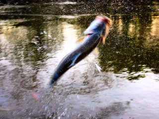 blog-Nov-7-2013-2-flyfishing-for-tigerfish