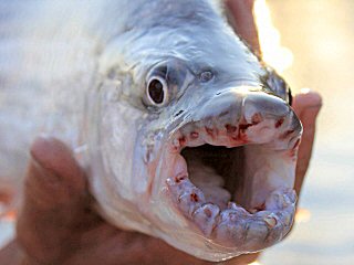 blog-Nov-7-2013-6-tigerfish-shedding-teeth