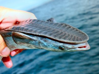 blog-Dec-13-2013-8-remora-fish