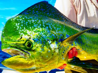 blog-Dec-14-2013-2-flyfishing-for-dorado-mahi-mahi-dolphin