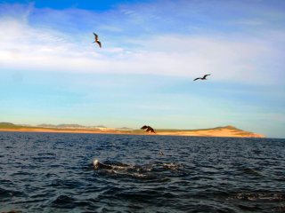 blog-Dec-14-2013-4-frigate-birds