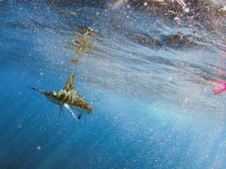 blog-Dec-14-2013-5-striped-marlin-grant-hartman