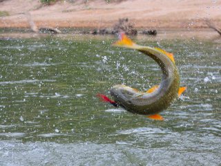 blog-Dec-31-2013-3-flyfishing-for-golden-dorado