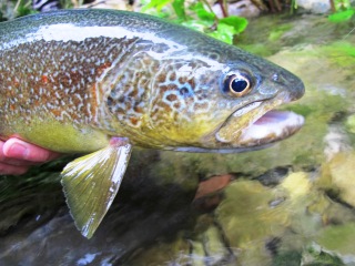 blog-Dec-31-2013-4-Marble-Trout