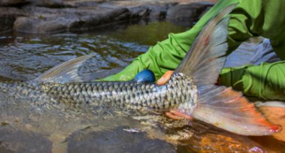 blog-Nov-16-2013-12-tigerfish-release