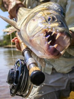 blog-Nov-16-2013-5-flyfishing-for tigerfish-tanzania