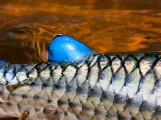 blog-Nov-16-2013-6-tanzania-tigerfish-adipose-fin