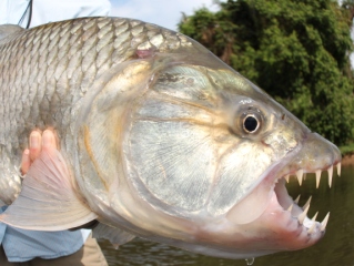 blog-Nov-16-2013-9-tanzaniae-tigerfish