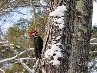 blog-Jan-21-2014-3-pileated-woodpecker