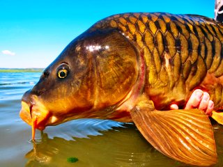 blog-Jan-6-2014-3-flyfishing-for-carp