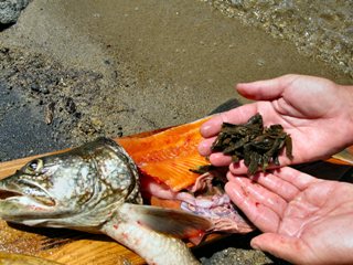 flyfishing-for-lake-trout