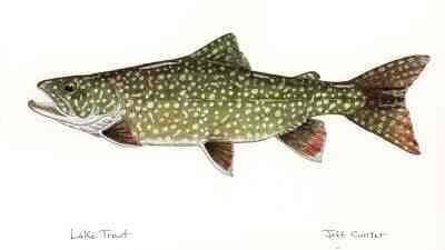 lake-trout-art-by-jeff-currier