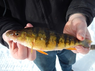 blog-Feb-10-2014-8-yellow-perch