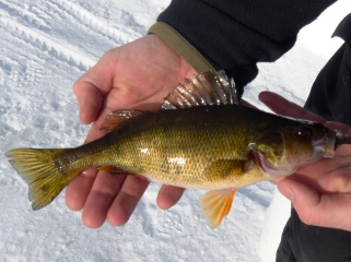 blog-Feb-10-2014-9-yellow-perch