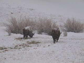 blog-April-26-27-2014-2-bison-in-yellowstone