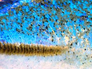 blog-March-25-2014-1-bluefin-trevally-in-sudan