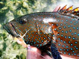 blog-March-25-2014-12-flyfishing-for-peacock-grouper