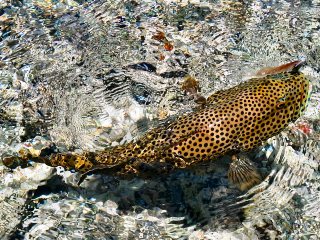 blog-March-26-2014-5-flyfishing-for-coral-trout