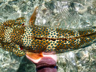 blog-March-26-2014-6-coral-trout-sudan