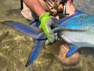 blog-March-26-2014-8-flyfishing-for-bluefin-trevally