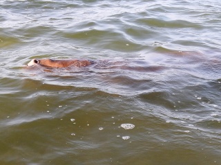 blog-March-28-2014-10-dugong-in-sudan