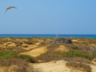 blog-March-28-2014-2-osprey-flyfishing-in-sudan