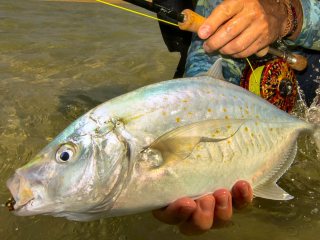 blog-March-28-2014-5-flyfishing-for-orange-spot-trevally