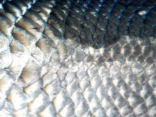 blog-March-29-2014-2-flyfishing-for-milkfish