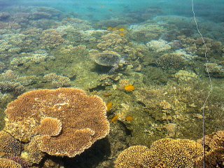 blog-March-30-2014-3-sea-turtle-in-the-red-sea