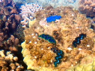 blog-March-30-2014-4-giant-clam-in-the-red-sea