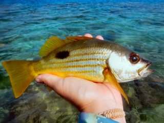 blog-March-31-2014-16-snapper-flyfishing