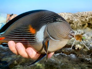 blog-March-31-2014-7-red-sea-surgeonfish