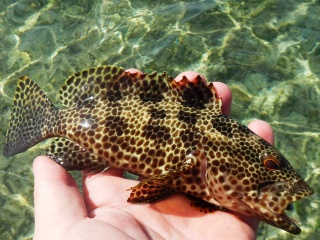 blog-march-25-2014-11-flyfishing-for-grouper
