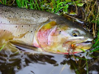 blog-May-10-2014-1-yellowstonecutthroat