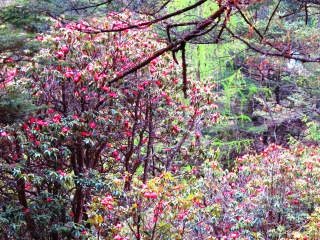 blog-May-18-2014-4-fly-fishing-in-bhutan