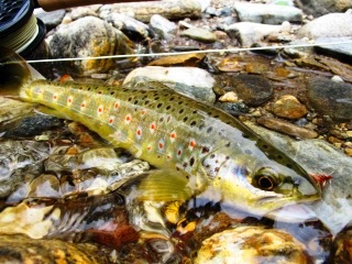 Fly Fishing the Haa Valley of Bhutan