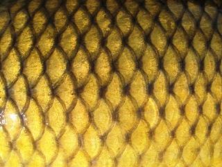 blog-May-3-2014-5-common-carp