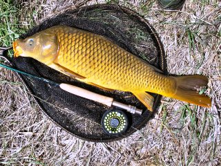 blog-May-3-2014-8-common-carp-flyfishing