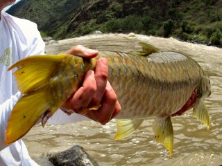 blog-June-1-2014-13-golden-mahseer