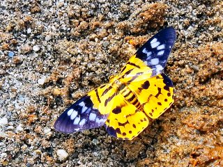 blog-June-1-2014-2-flyfishing-bhutan