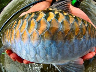 blog-June-1-2014-3-chocolate-masheer