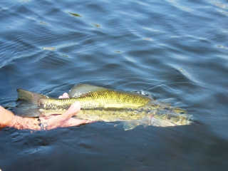 blog-June-17-2014-3-flyfishing-for-largemouth-bass