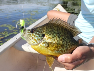 blog-June-19-2014-6-flyfishing-for-panfish