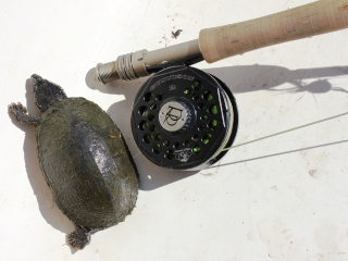 blog-June-19-2014-8-ross-gunnison-reel-musk-turtle